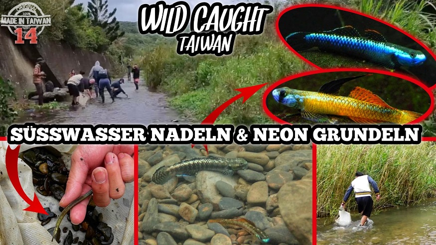 第十五集：台灣野採｜台灣最讚的野生觀賞魚生態