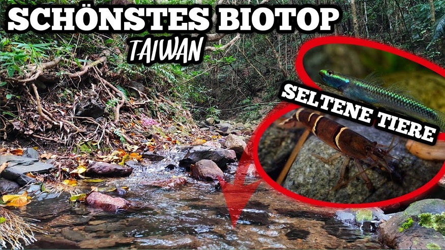 第十七集：台灣最美麗的生態環境及野生魚類