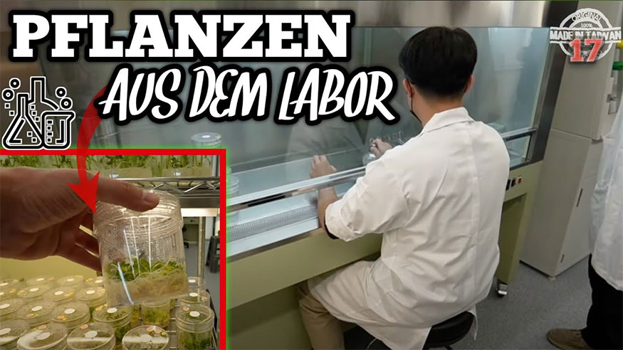 第十八集：這就是生產組培水草的方式