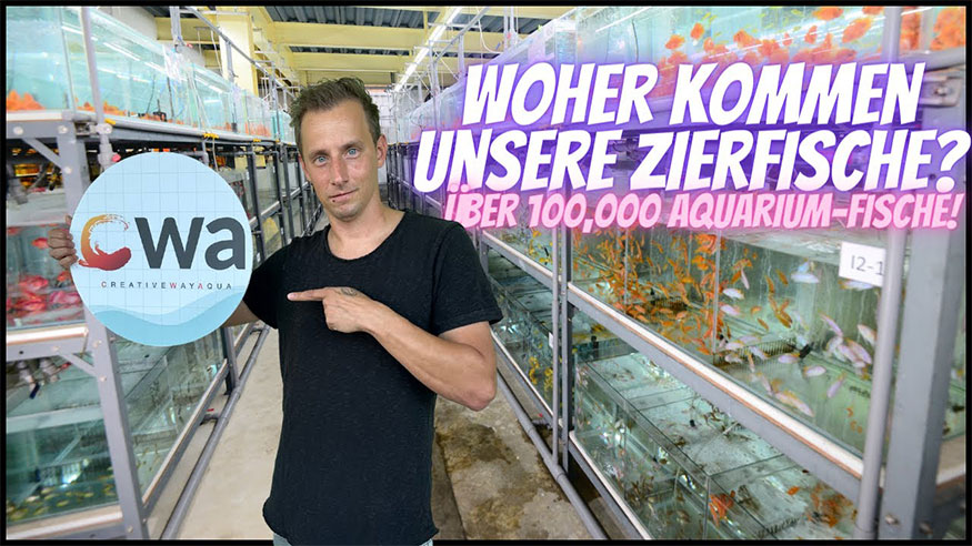 第十九集：獨家揭露來自台灣的專業觀賞魚出口商