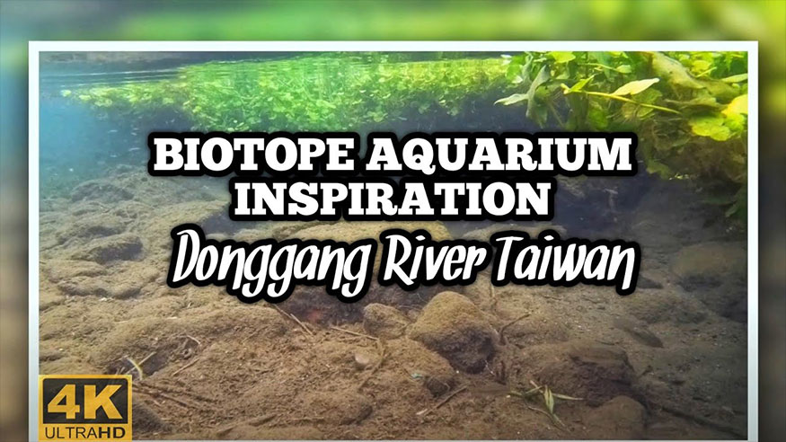 特別企劃：取自生態單元的水族靈感 | 台灣東港溪 | 4K