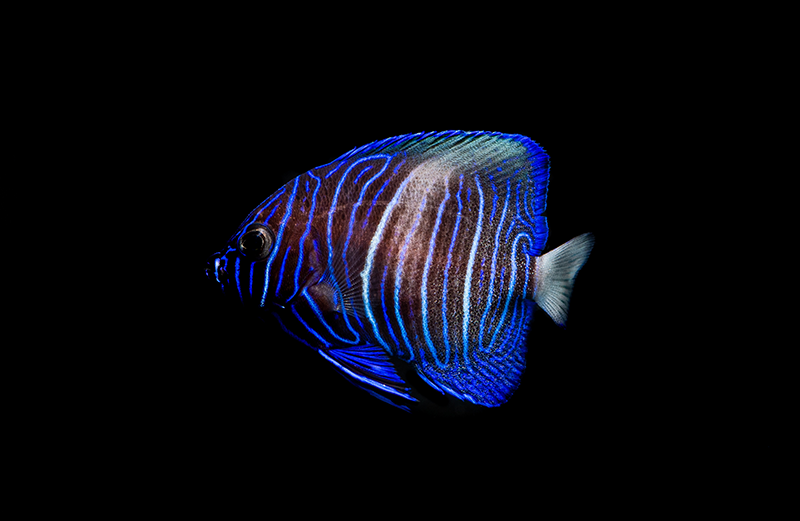 Bluestriped Angelfish